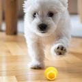 Aiwo Stjerne kjæledyr smart teaser for rullende ball - Gul
