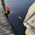 Bungee Dock-fortøyningstau med skumflottør for båter - 1.2m til 1.68m